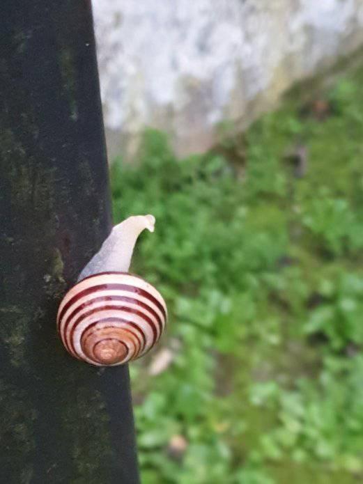 Casolare Puccini Apartamento Bagni di Lucca Exterior foto